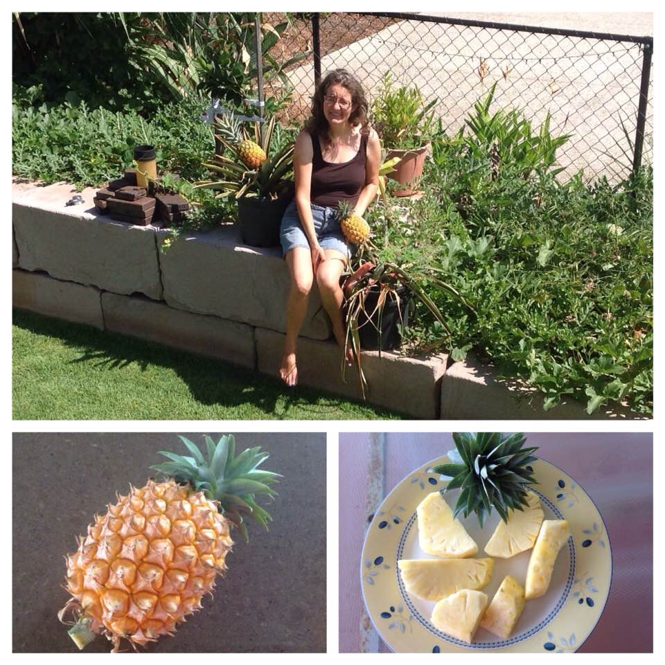 Birthday Pineapple January 2016