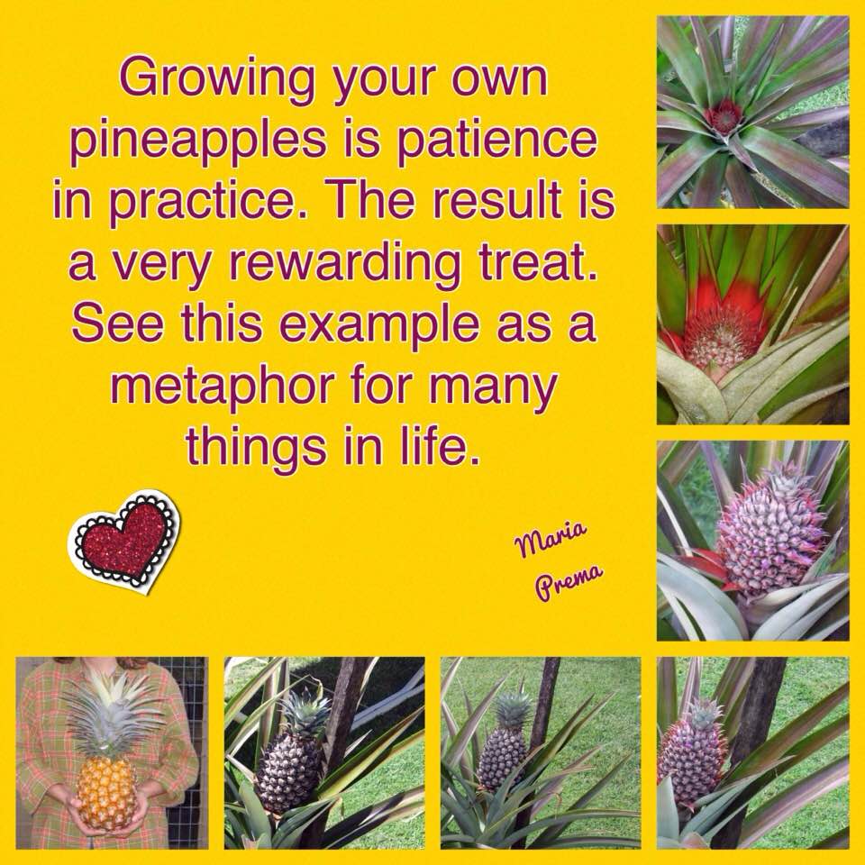 Pineapple wisdom